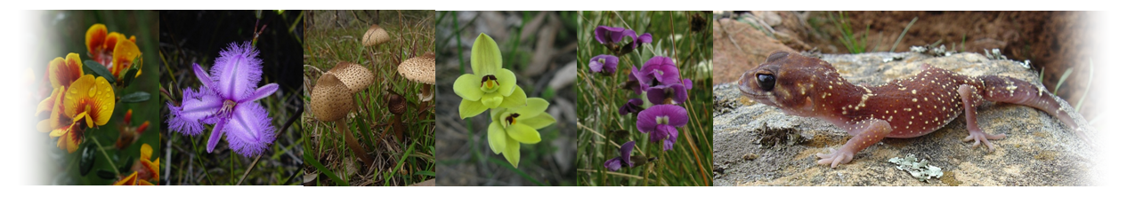 flowers and skink